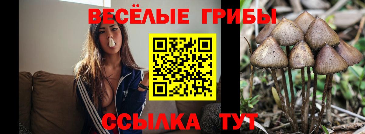Тейково  Псилоцибиновые грибы прущие грибы  Вход с VPN 